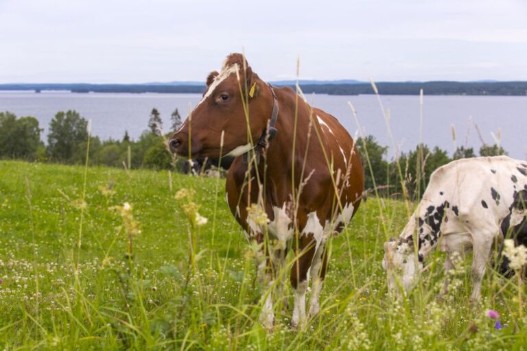 Trägsta mjölkgård i  Hölåsen