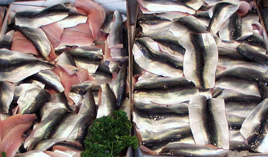 Unga surströmmingsätare bör inte äta mer strömming i år