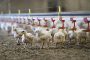 © Sven Persson / swelo.se