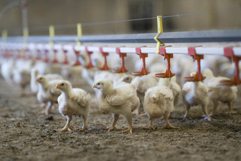 © Sven Persson / swelo.se