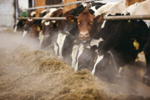 norrlandska_kossor_3