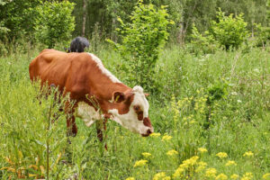 arla