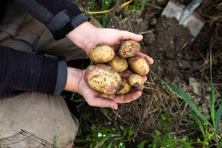 potatis